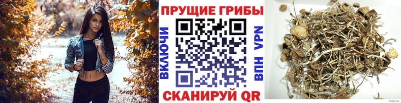 Псилоцибиновые грибы ЛСД  купить  сайты  Нововоронеж 